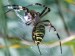 Křižák pruhovaný - Argiope bruennichi